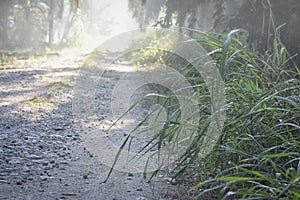 Travelling on the rural road during early foggy morning.