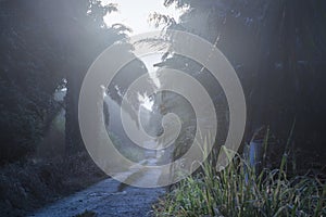 Travelling on the rural road during early foggy morning.