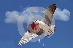 Travelling Seagull with Case photo