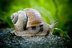 Travelling snail