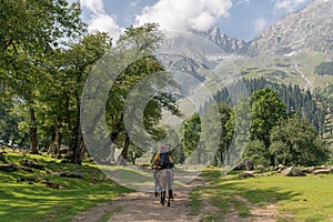 Travelling in summer, backpacker riding horse in summer at Sonamarg, Jammu and Kashmir India