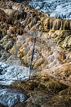 Travertine Terraces, Mammoth Hot Springs, Yellowstone