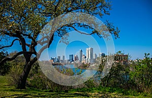 Travis Heights Overlook Amazing Tree Twisting above the Austin Texas Skyline Colorado River