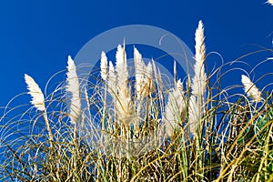 Trawa pampasowa - close up