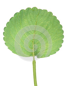 Trawberry leaf