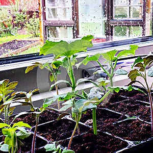 Tray of baby tomato plants grown from seed