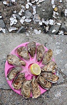 Tray with a dozen fresh sea oysters and lemon  at the fish market