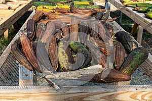 Tray of drying luffa gourds with skins mostly on, loofah production