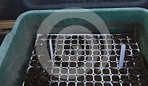 Tray of filled seedlings pots inside of a coldframe