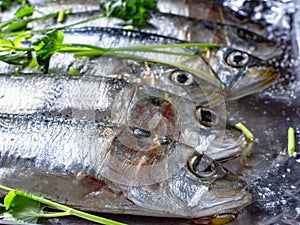 A tray of fish with parsley on top, close up.