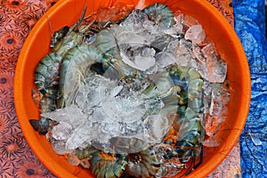 Tray with fresh indian prawns in a fishermen market in Cochin, India