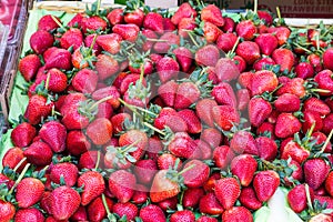 Tray of Fresh Ripe Red Strawberries