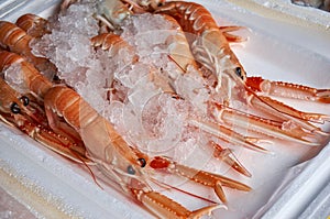 Tray of fresh Scottish langustines Nephrops norvegicus