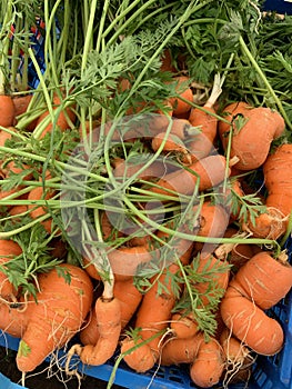 Organic carrots