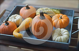 Tray full of Decorative Pumpkins