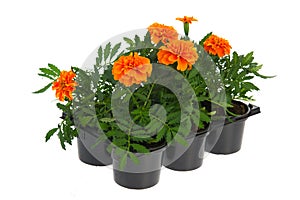 Tray orange Marigolds