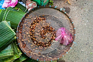 Tray of stink bugs, Laos