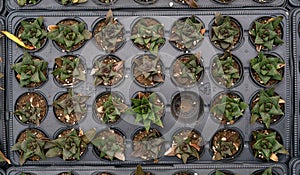 tray of succulents from above