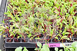 A tray of swiss chard microgreens sprouting