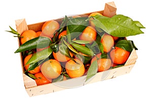 Tray tangerines