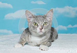 Tray and white tabby kitten on white blanket