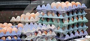 Trays of Eggs for Sale.