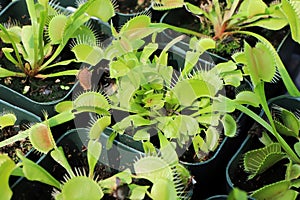 Trays full of Venus Fly Trap plants in tiny pots