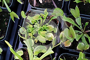 Trays full of Venus Fly Trap plants in tiny pots