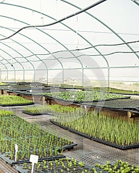 Trays of plants in a greenhouse. Various plant seedlings growing in a greenhouse. Agriculture background. Garden crops