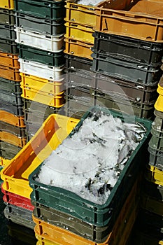 Trays of sardines on ice