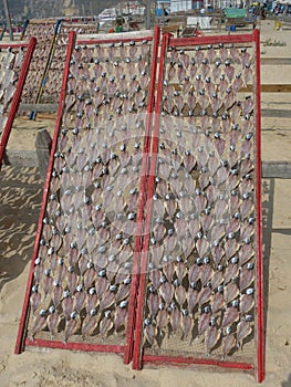 trays with scaled fish in the process of drying in the sun and in the air, typical of the town of NazarÃ© photo