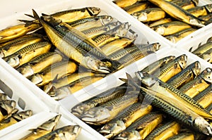 Trays with smoked mackerel scomber in market
