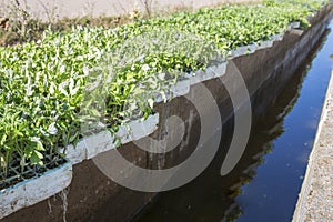 Trays with tomato seedlings dripping at irrigation canal