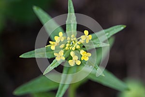 Treacle mustard, Erysimum cheiranthoides