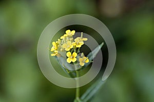 Treacle mustard, Erysimum cheiranthoides