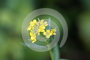 Treacle mustard, Erysimum cheiranthoides