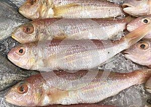 Treadfin Breams, fresh red fish on ice