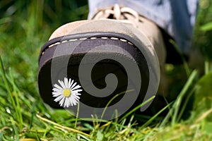 Treading on a daisy