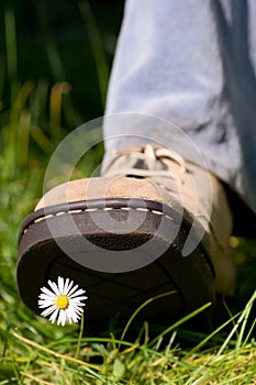 Treading on a daisy