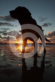 Trearddur Bay beach at sunset