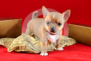 The Treasure of Aztecs - Red Chihuahua Puppy