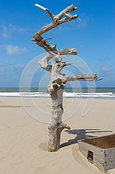 Treasure chest and a dead tree on the beach