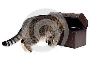 Treasure chest with inquisitively cat