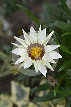 Treasure flower Daybreak White