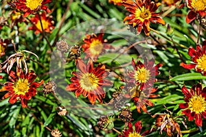 Treasure Flower - Gazania Rigens