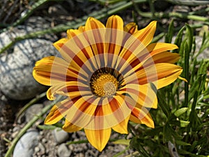 Treasure flower Gazania rigens L. Gaertn. or Gazania splendens, Gazanie oder Mittagsgold, Podnevno zlato ili Gazanija sjajna