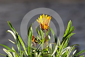 Treasure flower or Gazania rigens perennial plant with single daisy like composite flower starting to open in local home garden