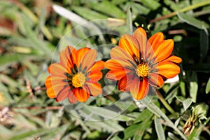 Treasure flower or Gazania rigens plants with flower heads consisting of orange to yellow petals on dark leaves background