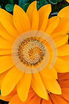 Treasure flower orange Gazania rigens, close-up of flower