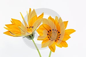Treasure flower on a white background